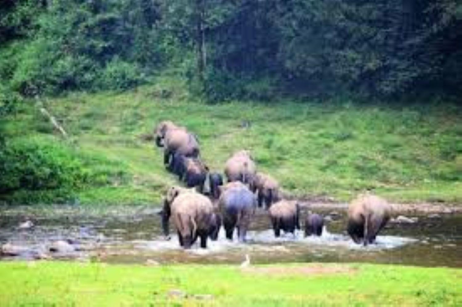 Forestscape Resort Munnar Bagian luar foto